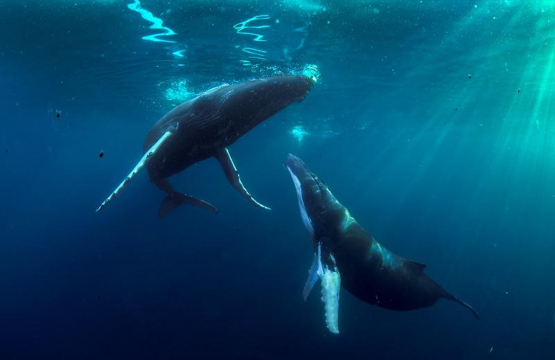 humpback whales